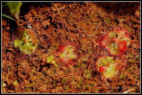 Image of <i>Drosera burmanni</i>