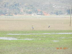 Image of Greater Adjutant