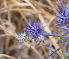 Imagem de Eryngium ovinum A. Cunn.