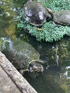 Image of Trachemys venusta uhrigi Mccord, Joseph-ouni, Hagen & Blanck 2010