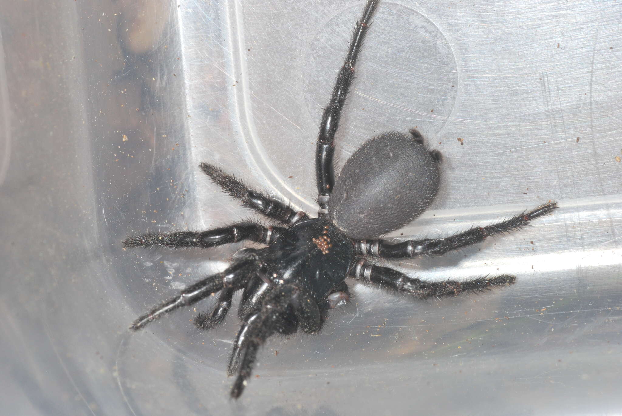 Image of Sutherland's Funnelweb Spider