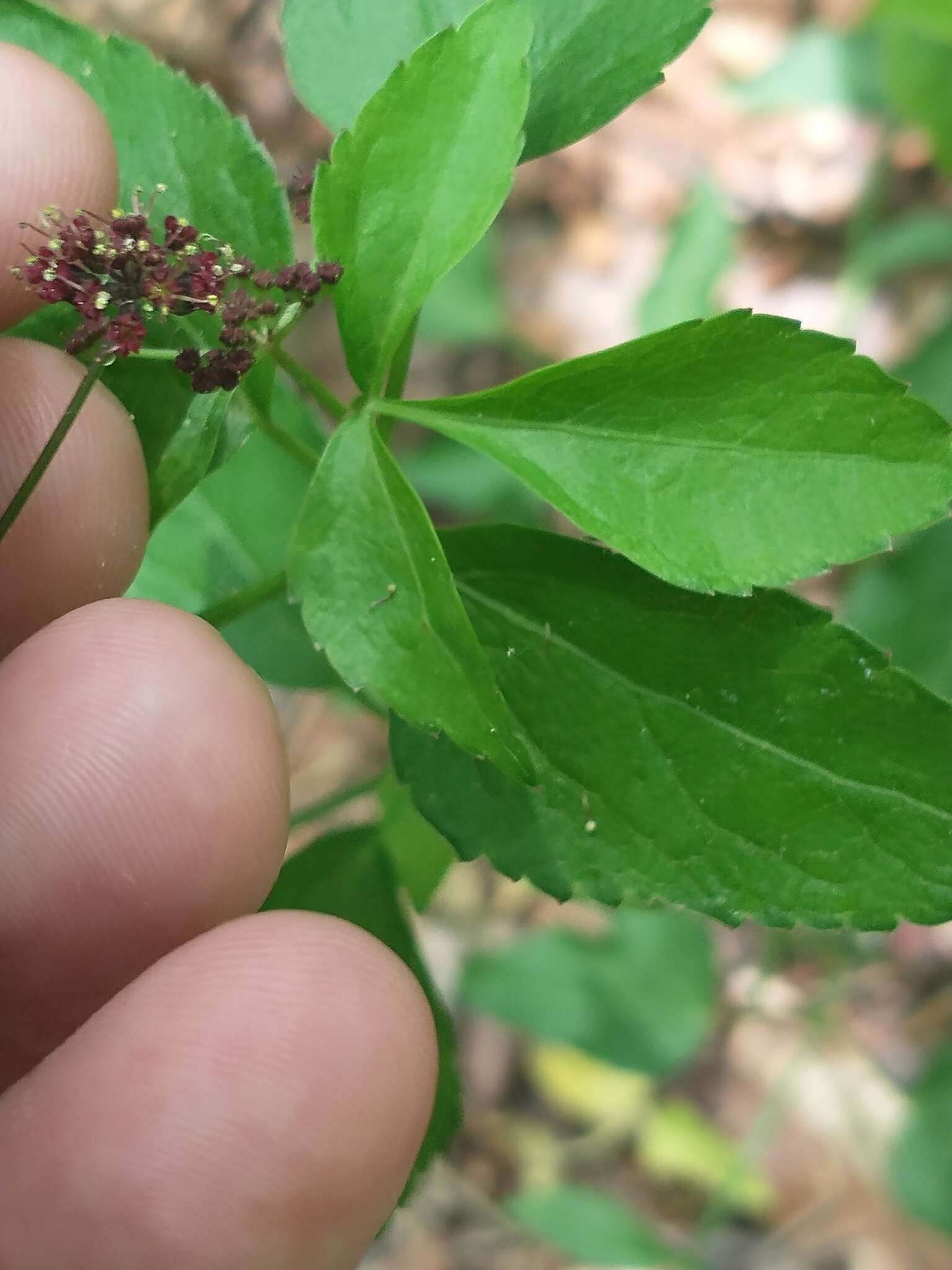 Image of Thaspium trifoliatum var. trifoliatum