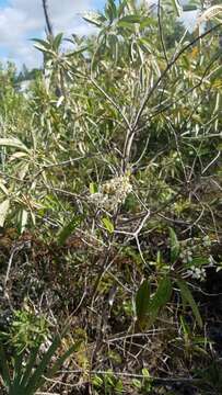 Image de Miconia bicolor (Mill.) Triana