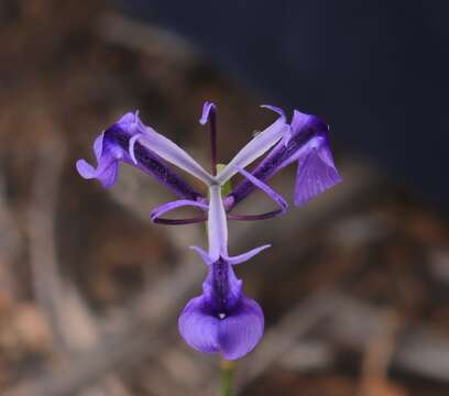 Image of Moraea regalis Goldblatt & J. C. Manning