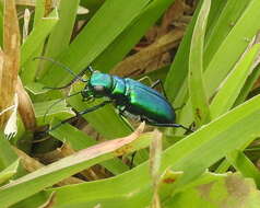 Plancia ëd Cicindela (Calochroa) whithillii (Hope 1838)