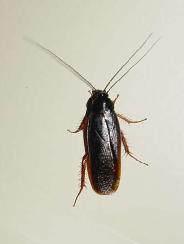 Image of Dark Wood Cockroach