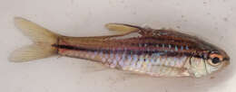 Image of Copperstripe barb