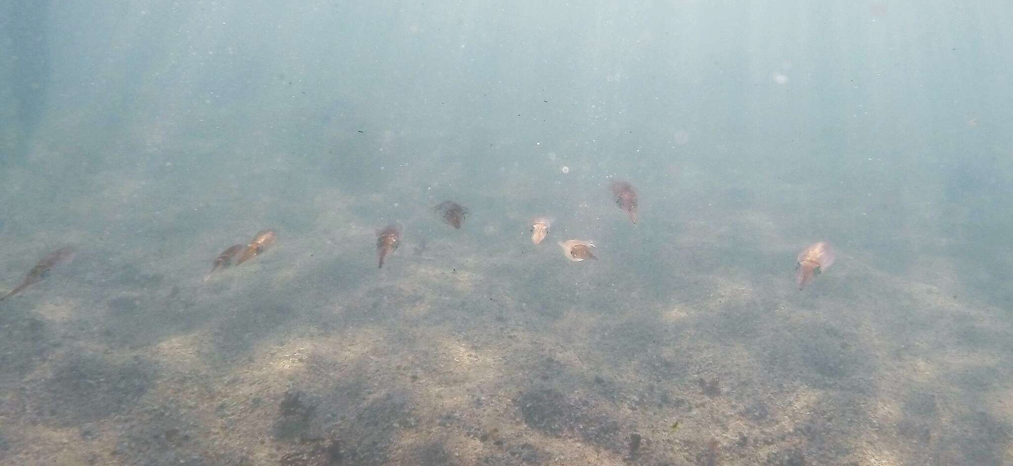 Image of Southern reef squid