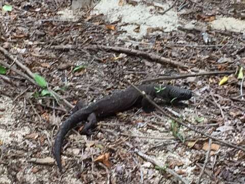 Image of Mexican Beaded Lizard