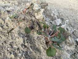 Image of Seven River Hills buckwheat