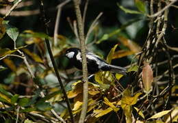 Imagem de Parus cinereus mahrattarum Hartert 1905