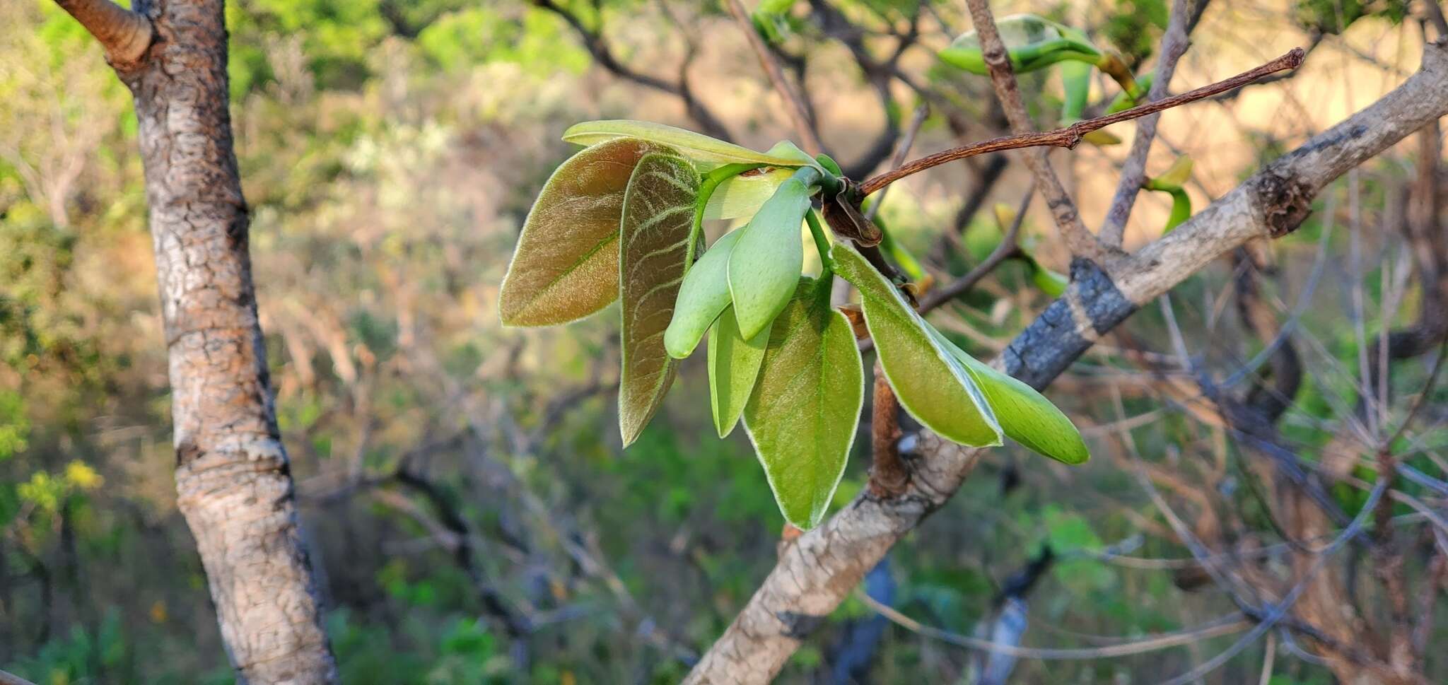 Sivun Hymenaea stigonocarpa Hayne kuva