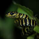 Image of Gold-ringed Cat Snake