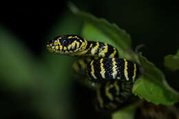 Image of Gold-ringed Cat Snake