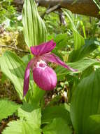 Image of Large-flowered Cypripedium