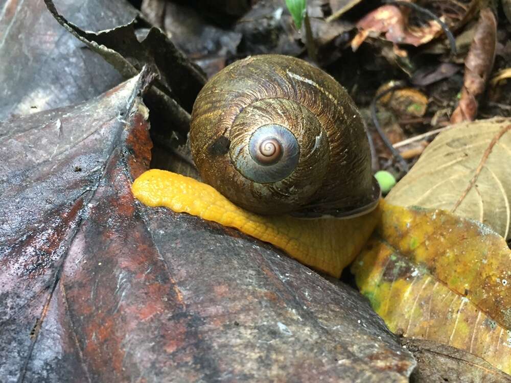 Imagem de Plekocheilus gibbonius (I. Lea 1838)