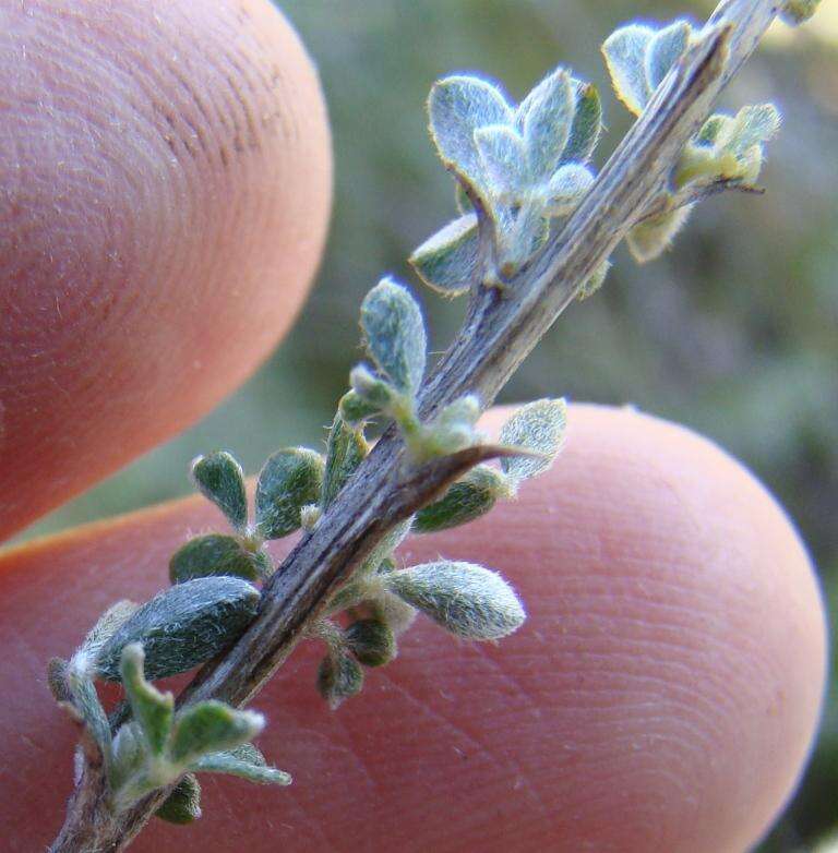 Image of Wiborgiella argentea