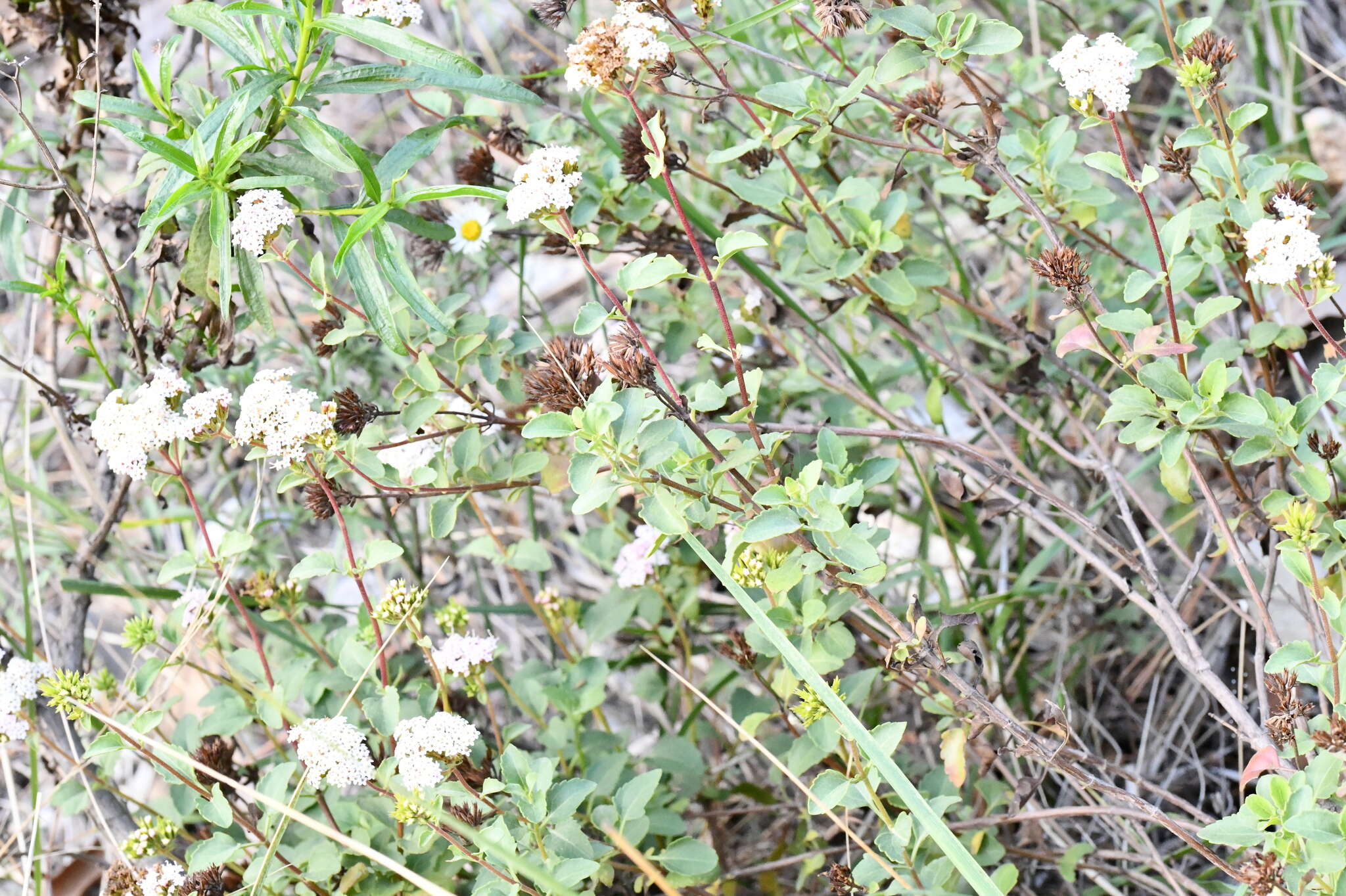 Image of Stevia berlandieri A. Gray & Rep. U. S. Mex. Bound.