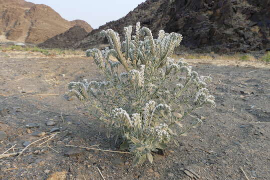 Image of Heliotropium tubulosum E. Mey. ex DC.