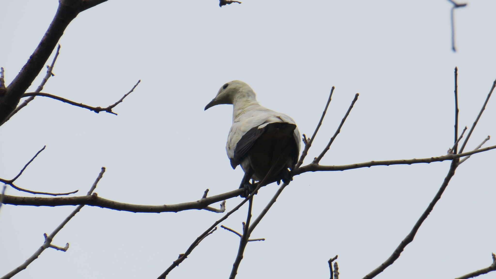 Image of Pied Imperial Pigeon