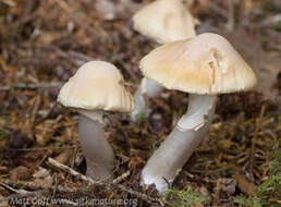 Image of Cortinarius caperatus (Pers.) Fr. 1838