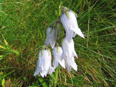 Image of Bearded Bellflower