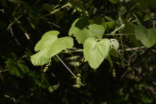 Image of California wild grape