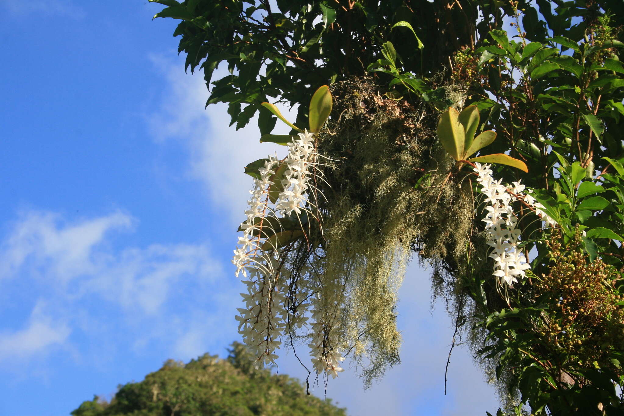 Слика од Aerangis modesta (Hook. fil.) Schltr.