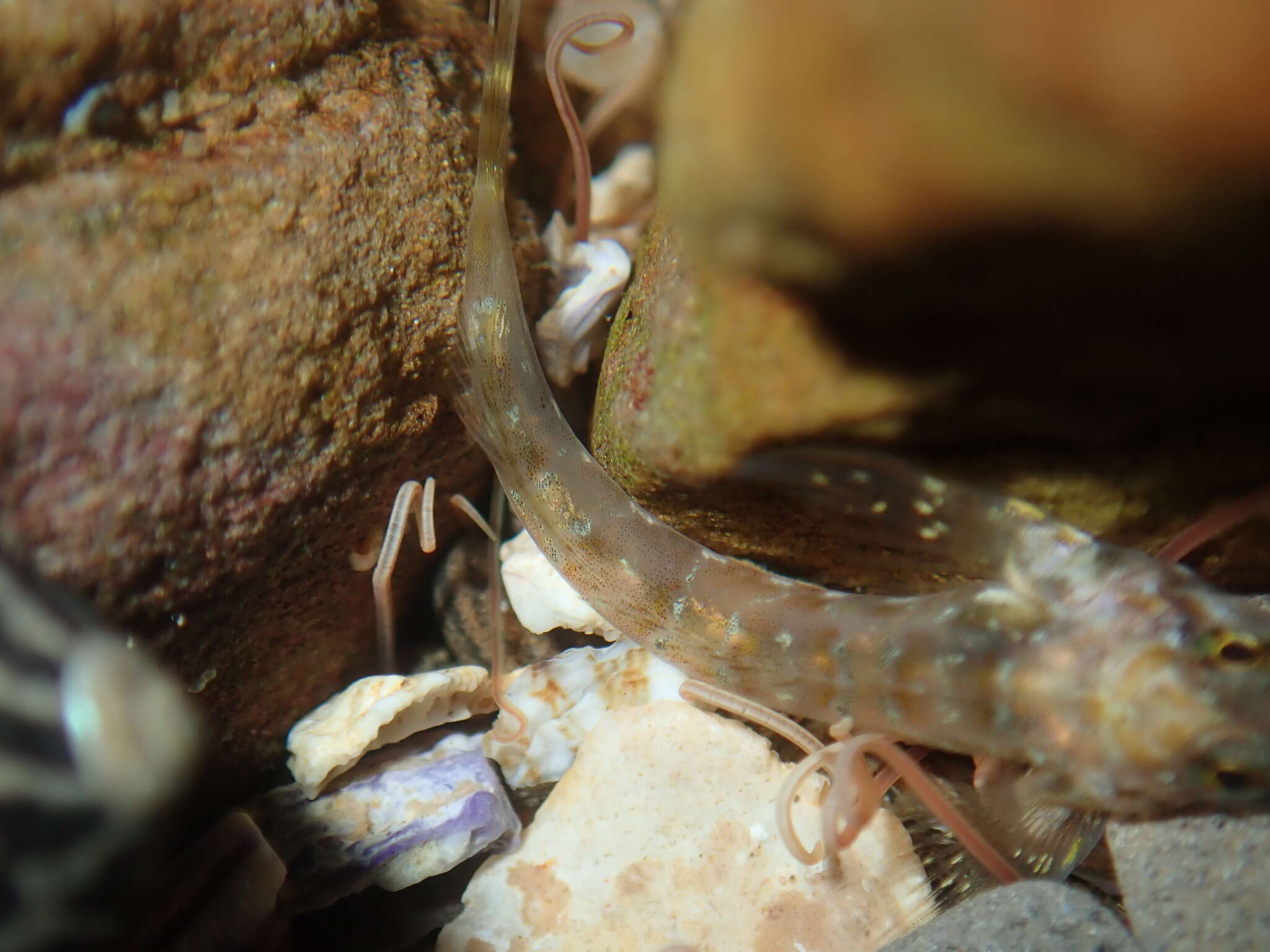 Image of Eastern Jumping Blenny