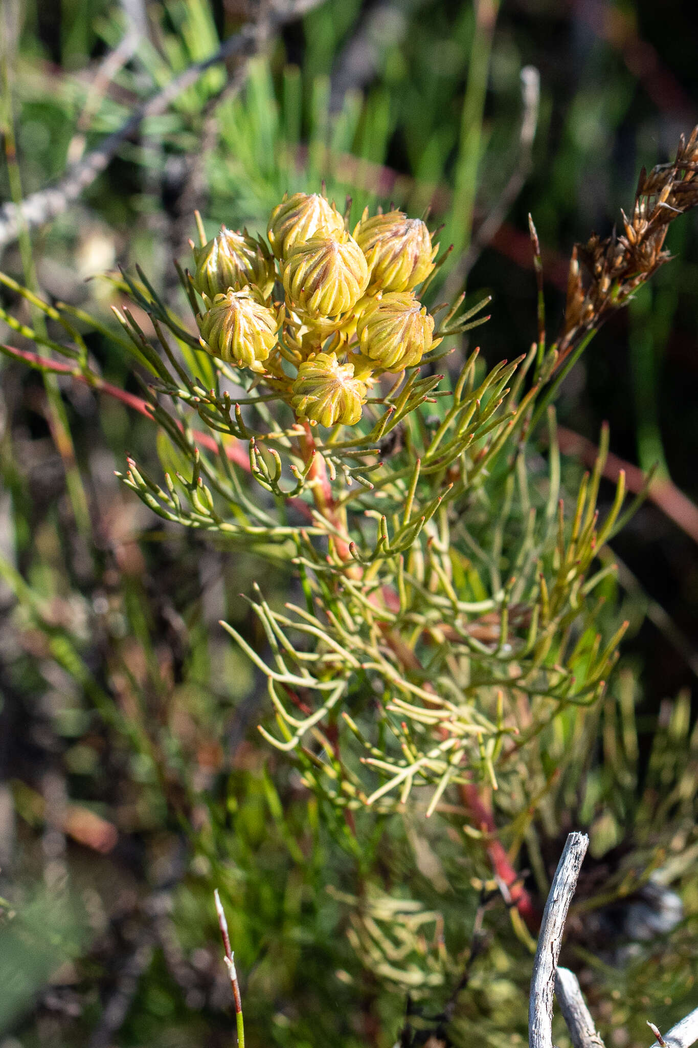 Imagem de Serruria phylicoides (Berg.) R. Br.