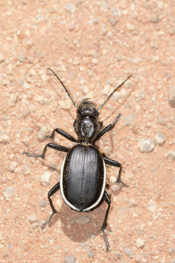 Слика од Anthia (Anthia) circumscripta Klug 1853