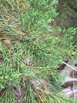 Image of Monterey cypress