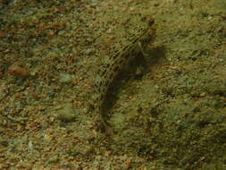 Image de Istigobius ornatus (Rüppell 1830)