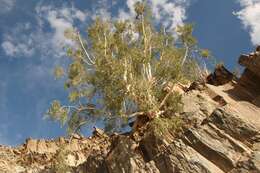 Image of Ficus cordata Thunb.