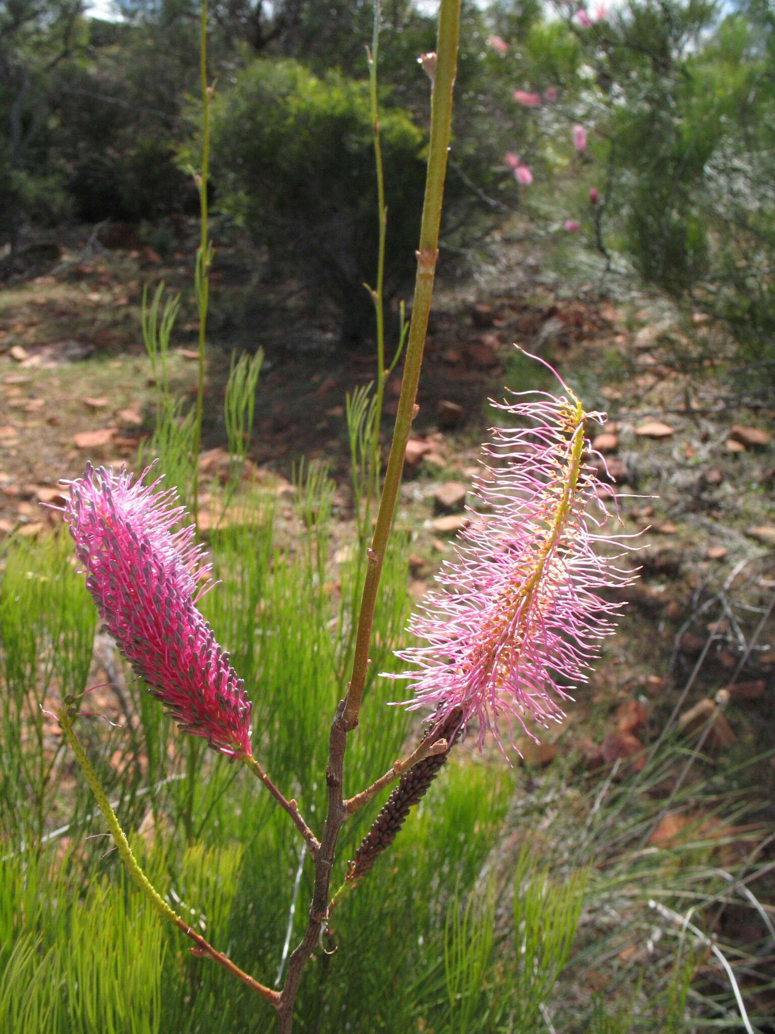 Image of Grevillea petrophiloides subsp. petrophiloides