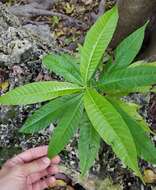 Alstonia macrophylla Wall. ex G. Don resmi