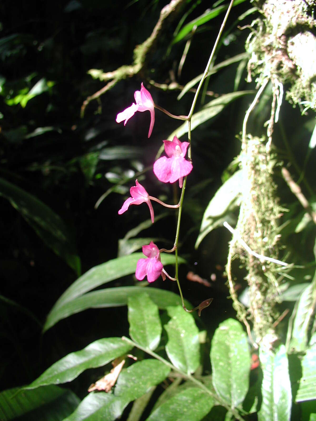 Image of Snail orchid