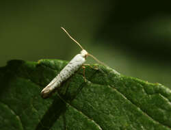 Imagem de Argyresthia retinella Zeller 1839