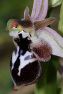 Слика од Ophrys reinholdii subsp. reinholdii