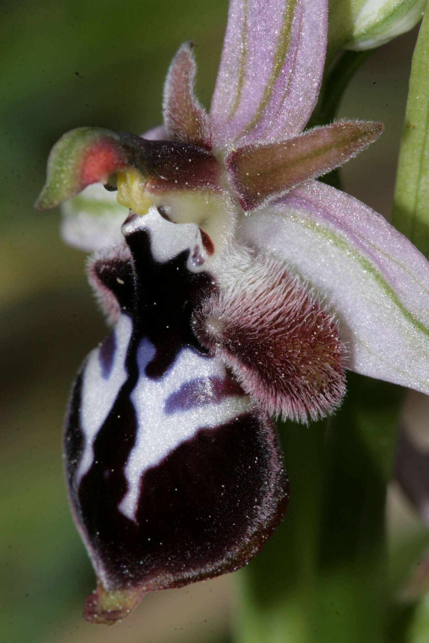 Image of Ophrys reinholdii subsp. reinholdii