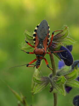 Plancia ëd Rhynocoris rubricus (Germar ex Ahrens 1816)