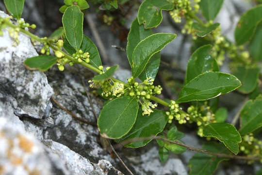 Image of Flueggea suffruticosa (Pall.) Baill.