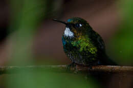 Image of Tourmaline Sunangel