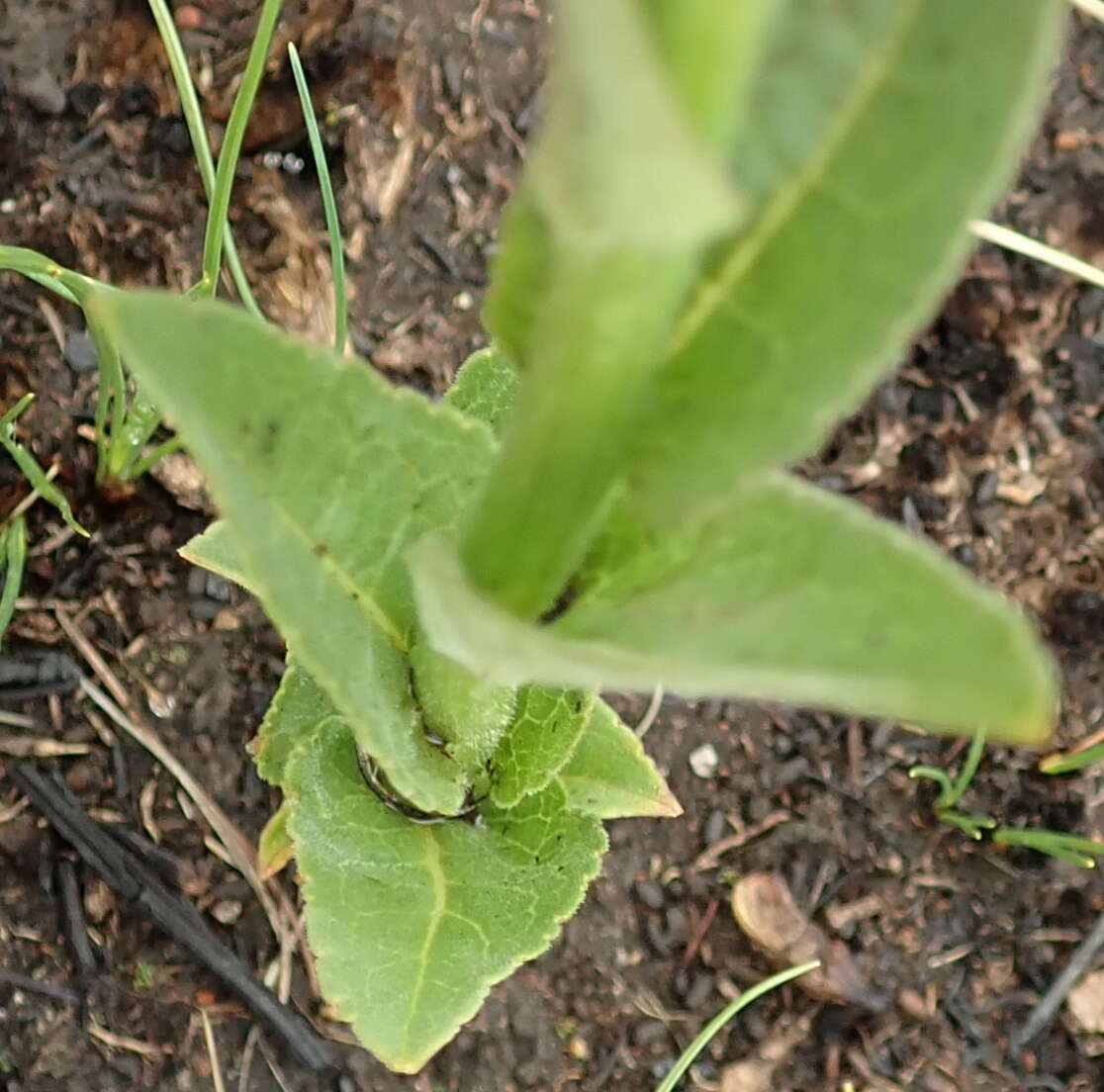 Image of Cyphia elata Harv.