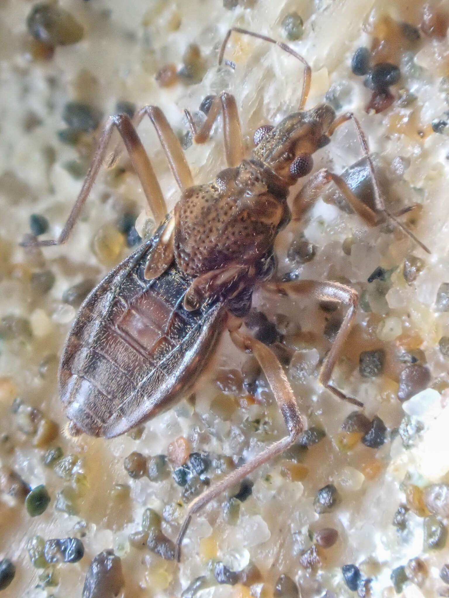 Image de Macrovelia hornii Uhler 1872