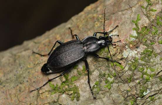 Imagem de Carabus (Carabus) vinctus (Weber 1801)