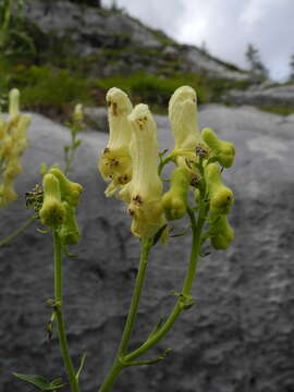 Image of Aconitum lycoctonum subsp. neapolitanum (Ten.) Nyman