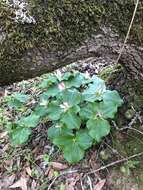 Trillium chloropetalum var. giganteum (Hook. & Arn.) Munz resmi