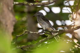 栗翅斑傘鳥的圖片