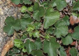 Image of Laguna Mountain alumroot